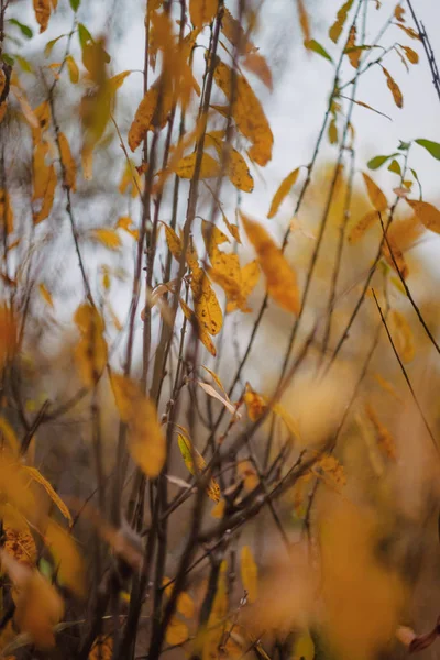 Outono amarelo-alaranjado-vermelho folhas e ramos contra o céu, borrão. Close-up. Estilo retrô — Fotografia de Stock