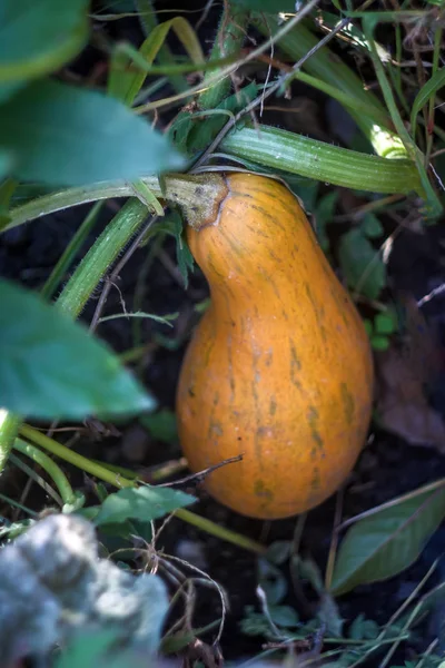 Botella de calabaza jugosa amarilla en el jardín — Foto de Stock