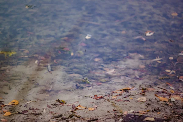 Paesaggio riflesso in un lago foresta autunno in stile retrò, sotto pellicola — Foto Stock