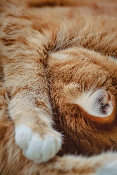 Beau chat rouge dormant, gros plan. Concept. sommeil sain et reposant et la vie — Photo