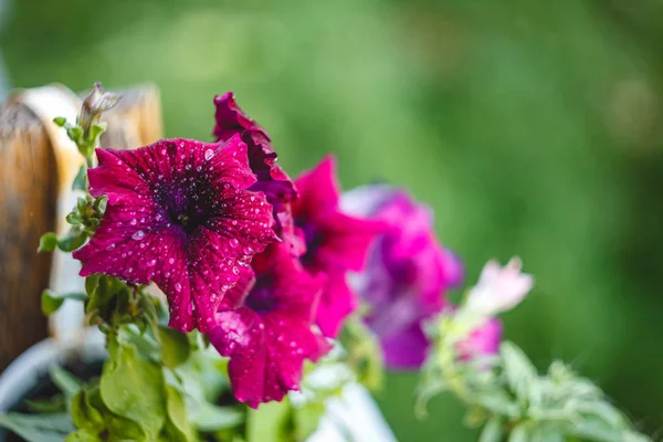 Pétunia fleurs rouge, rose violet, fleurs blanches dans un pot de fleurs sur le balcon à la lumière du soleil . — Photo