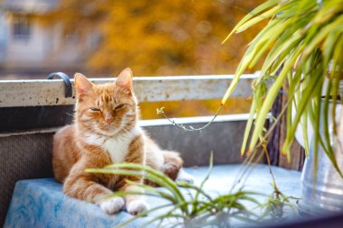 Güzel kırmızı kedi uyuyor, yakın çekim. Kavram. sağlıklı dinlendirici uyku ve yaşam