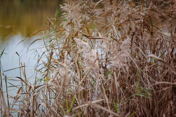 Paisaje en el bosque amarillo-rojo de otoño sobre el fondo de un lago y cañas de estilo retro —  Fotos de Stock