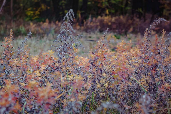 Mor çiçeklerile sonbaharda sarı-kırmızı ormanda Manzara — Stok fotoğraf