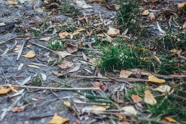 Herfst rood-geel blad op groen gras. Landschap — Stockfoto