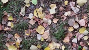 yeşil çim üzerinde sarı sonbahar yaprakları, üst görünümü, yürüyüş hareketi