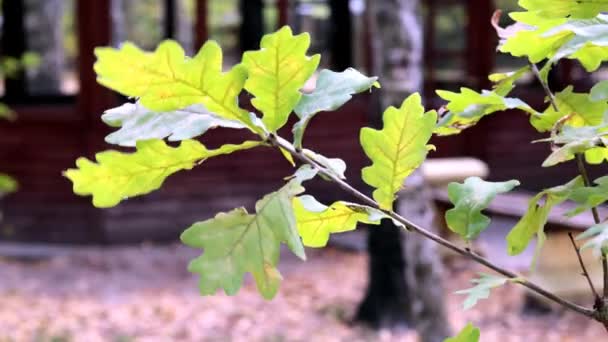 Gren med grön ek löv svängande i vinden, mot bakgrund av ett suddigt trähus, närbild, slow motion — Stockvideo
