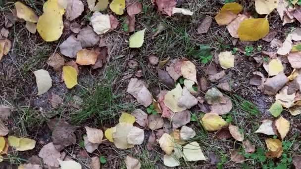 feuilles d'automne jaunes sur herbe verte, vue de dessus, mouvement de marche 