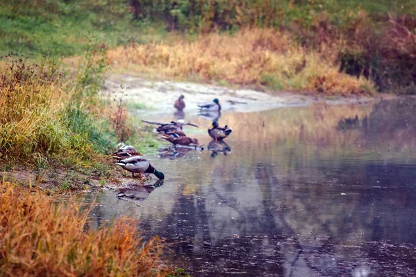 Paisagem patos nadar no outono amarelo-laranja-vermelho floresta lago — Fotografia de Stock