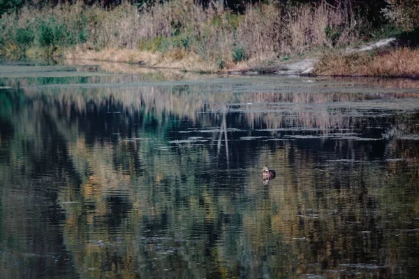 Anatre paesaggio nuotare sul lago foresta giallo-arancio-rosso autunno — Foto Stock