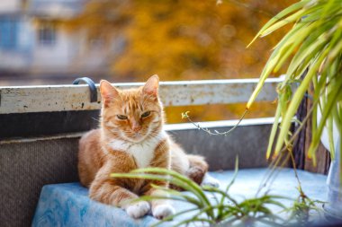 Güzel kırmızı kedi uyuyor, yakın çekim. Kavram. sağlıklı dinlendirici uyku ve yaşam