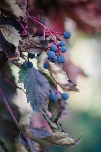 Autumn blue wild grape clusters, blurred soft focus. Copy space