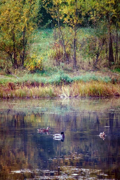 Landschap eenden zwemmen op herfst geel-oranje-rood bos meer — Stockfoto