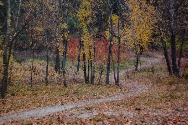 Bir yol ve huş ağacı Retro tarzı ile sonbaharda sarı-kırmızı ormanda Manzara — Stok fotoğraf