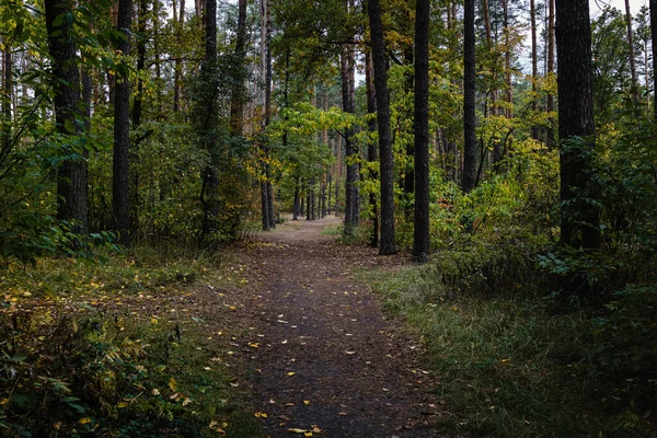 Path in autumn forest in sunny day. Selective focus. Path in autumn forest in sunny day. Fall nature. Selective focus. In dark muddy tones.