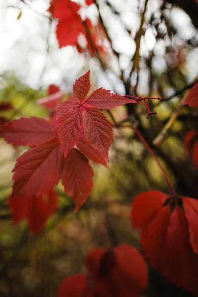 Folhas de outono vermelho brilhante de uvas selvagens na floresta em borrão, fundo exuberante, espaço de cópia — Fotografia de Stock