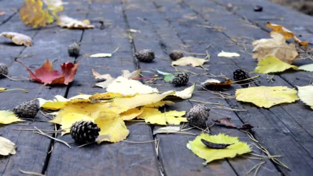 En el viejo suelo de madera hay conos de pino caídos, hojas amarillas otoñales de arce y roble. El viento sopla de las hojas, cae la hoja de otoño. . — Vídeos de Stock