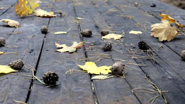 En el viejo suelo de madera hay conos de pino caídos, hojas amarillas otoñales de arce y roble. El viento sopla de las hojas, cae la hoja de otoño. . — Vídeo de stock