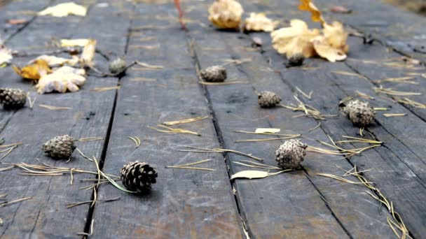 En el viejo suelo de madera hay conos de pino caídos, hojas amarillas otoñales de arce y roble. El viento sopla de las hojas, cae la hoja de otoño. . — Vídeo de stock