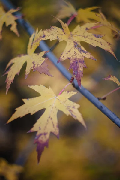 Herbst gelb-orange-rote Blätter und Äste gegen den Himmel, verschwimmen. Nahaufnahme. Retro-Stil — Stockfoto