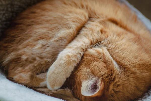 Όμορφη κόκκινη γάτα που κοιμάται, κοντινό. Έννοια. υγιής ξεκούραστος ύπνος και ζωή — Φωτογραφία Αρχείου