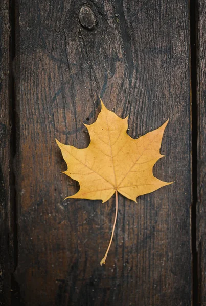 La hoja de arce caída amarillo-naranja se encuentra sobre un fondo antiguo de madera oscura. Ahorra espacio. Vista desde arriba —  Fotos de Stock