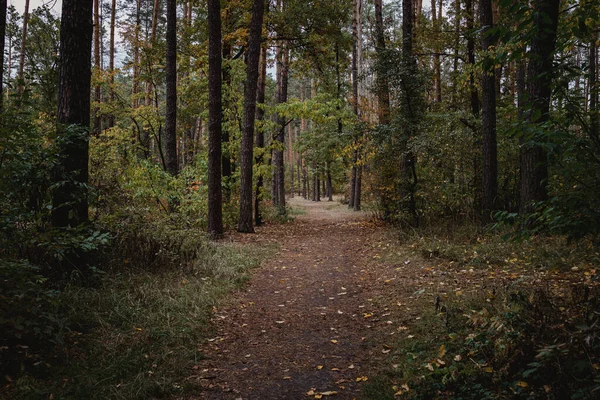 Güneşli bir günde sonbahar ormanında yol. Seçici odaklanma. Güneşli bir günde sonbahar ormanında yol. Sonbahar doğası. Seçici odaklanma. Koyu çamurlu tonlarda. — Stok fotoğraf