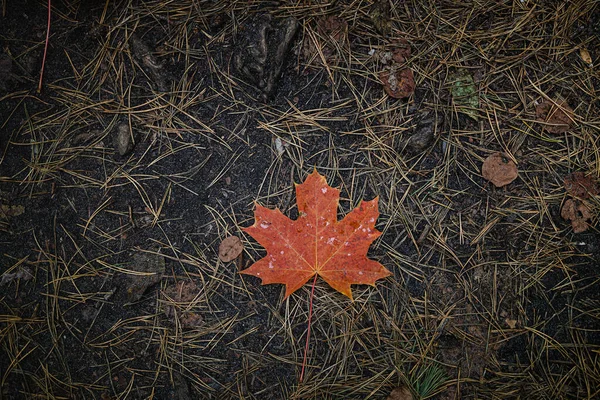 Het rood-oranje gevallen esdoornblad ligt op donkere grond met dennennaalden in het bos. Spaar de ruimte. Uitzicht van bovenaf. — Stockfoto