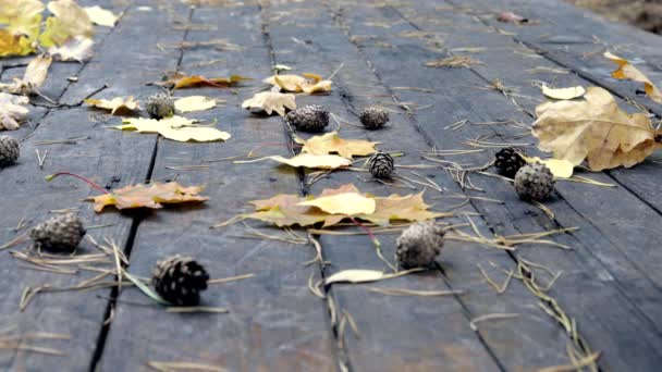 En el viejo suelo de madera hay conos de pino caídos, hojas amarillas otoñales de arce y roble. El viento sopla de las hojas, cae la hoja de otoño. . — Vídeos de Stock