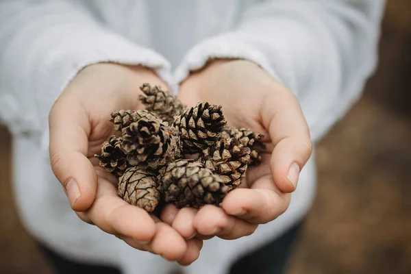 Fir cones in female hands. Top view, close-up, blur. Against the background of autumn yellow foliage — Stock Photo, Image