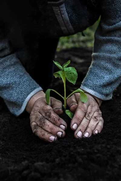 Les mains âgées femelles cultivées plantent une jeune plante de semis de tomate dans le sol. Concept, jardinage, protection des jeunes plantes . — Photo