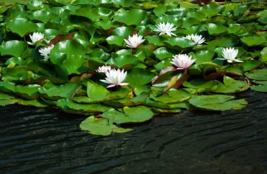 Güneşli bir günde gölde beyaz ve sarı nilüferli bir manzara. Ukrayna, Kiev.
