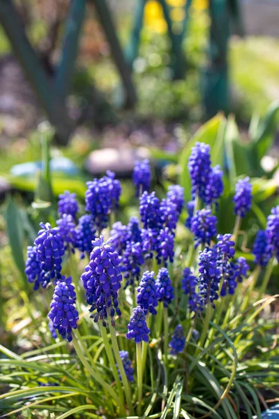 De eerste lentebloemen zijn blauwviolette muscari op een bloembed in de tuin op een zonnige dag. Close-up, selectieve focus. — Stockfoto