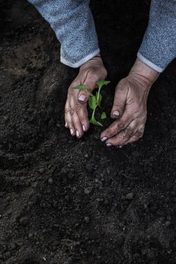 Kırpılmış yaşlı kadın elleri toprağa genç bir domates tohumu ekiyor. Kavram, bahçıvanlık, genç bitkilerin korunması.