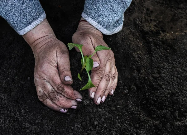 Mulheres cortadas mãos idosas plantar uma planta jovem de mudas de tomate no chão. Conceito, jardinagem, proteção de plantas jovens . — Fotografia de Stock
