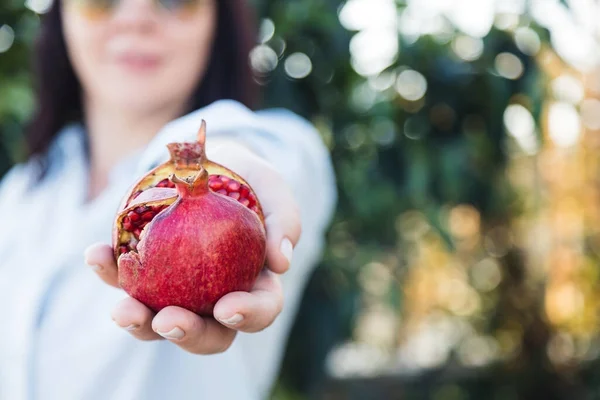 in female hands ripe juicy pomegranate fruit. Copy space. View from above.