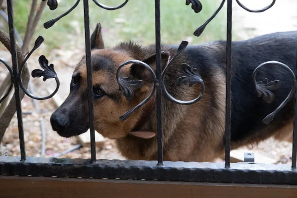 Shepherd guard dog behind a metal fence