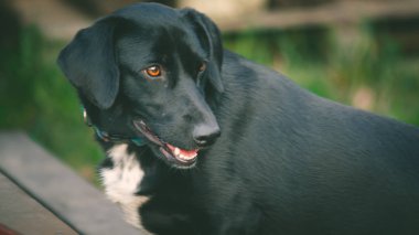 Sigara safkan köpek çim