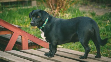 Sigara safkan köpek çim