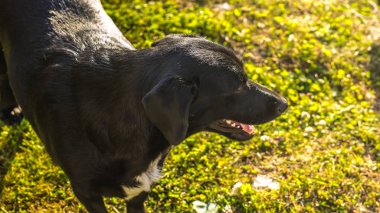 Sigara safkan köpek çim