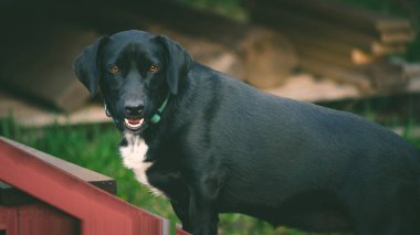 Sigara safkan köpek çim