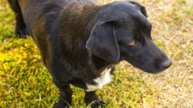 Sigara safkan köpek çim