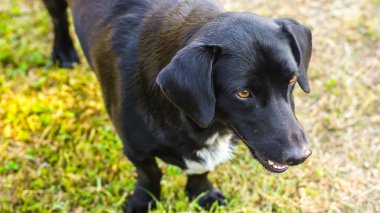 Sigara safkan köpek çim