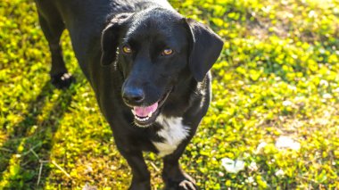 Sigara safkan köpek çim