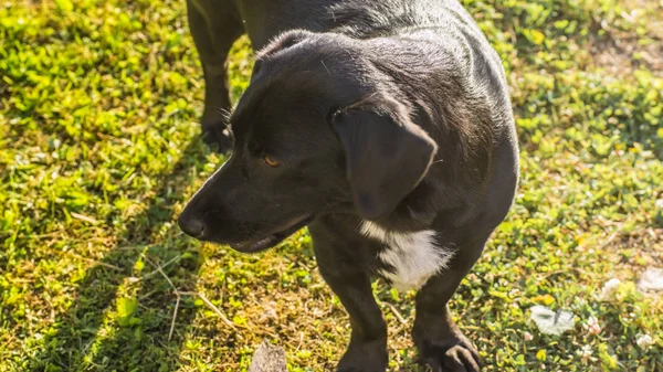 Неродословная Собака Траве — стоковое фото
