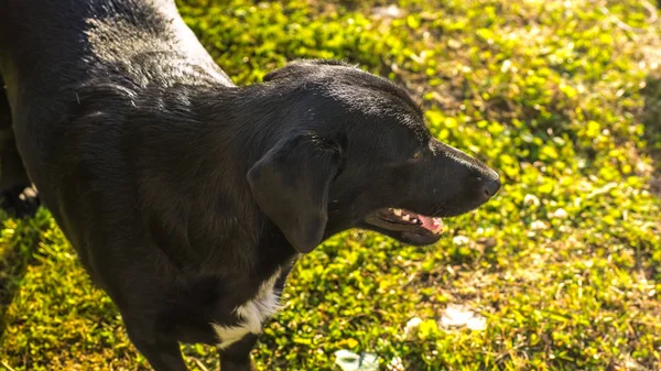 Sigara safkan köpek çim