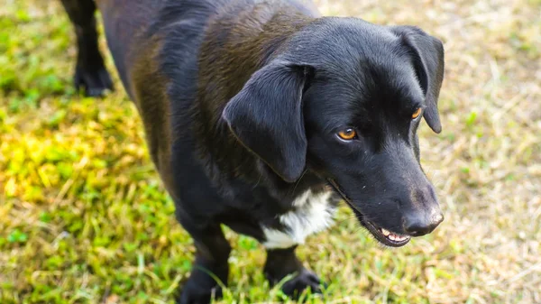 Sigara safkan köpek çim