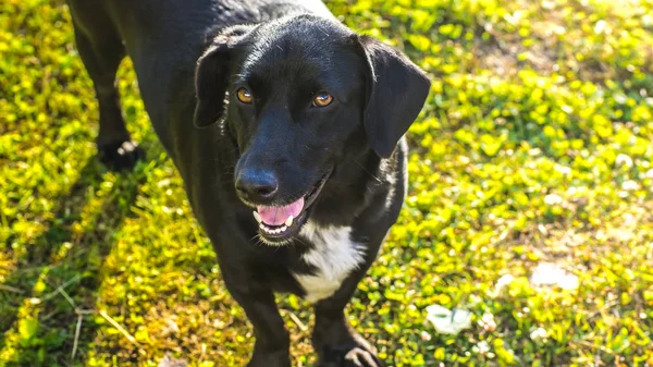 Sigara safkan köpek çim