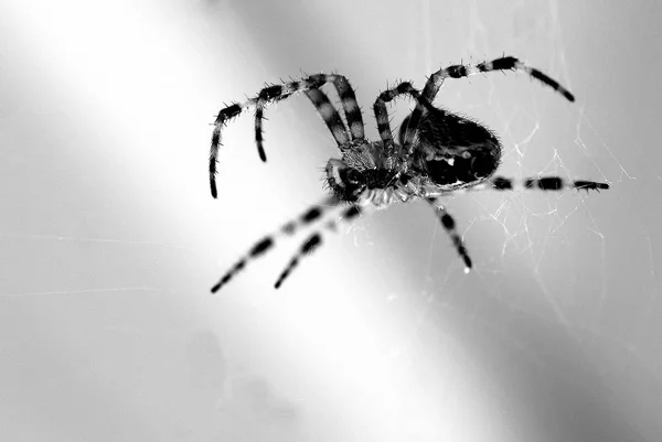 Spinne Macht Ein Netz Einem Morgen Tag — Stockfoto