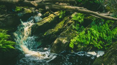 Yeşil orman küçük şelale